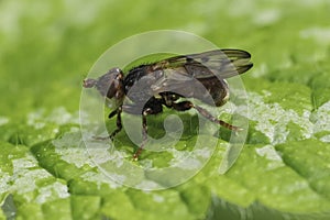 Closeup on a Spot-winged Spring Beegrabber fly, Myopa tesselatipennis sitting on a green leaf