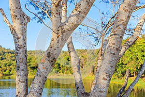 Closeup of spotted bark of trees in tropical park with lake and forest blurred background
