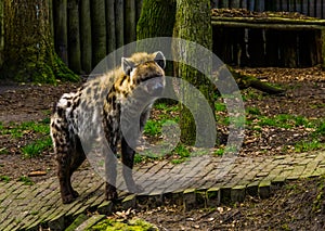 Closeup of a spotted hyena, Carnivorous mammal from Africa, popular zoo animals