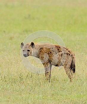 Closeup of Spotted Hyena