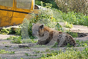 Closeup of the spotted hyena , Crocuta crocuta, at Parc Paradisio, Belgium