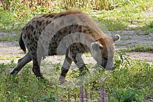 Closeup of the spotted hyena , Crocuta crocuta, at Parc Paradisio, Belgium