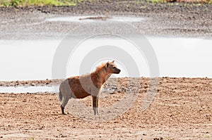 Closeup of Spotted Hyena by waterhole