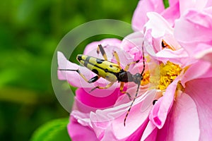 Closeup on a Spotted longhorn beetle, Leptura maculata on the pink flower, Daucus carota