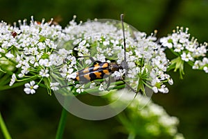 Closeup on a Spotted longhorn beetle, Leptura maculata on the white flower of a Wild carrot, Daucus carota