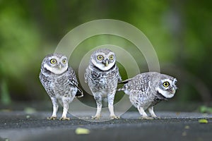 Closeup Spotted owlet big-eyed night bird