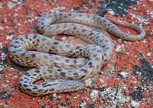 Closeup of a spotted Rock Snake (Lamprophis guttatus) from Southern Africa