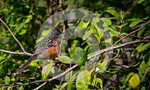 Closeup of a spotted towhee (Pipilo maculatus) perched on a tree branch photo