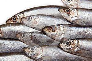 Closeup of Sprat fish photo