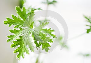 Closeup of a sprig of aromatic spice geranium in a pot on the wi