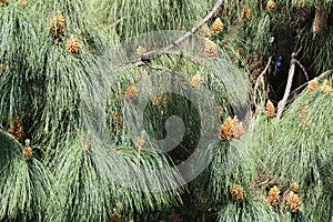 Closeup of Spring seed pod on long needled pine photo