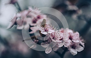Closeup of spring blossom flower on dark bokeh background. Macro cherry blossom tree branch. Blooming springtime orchard landscape