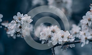 Closeup of spring blossom flower on dark bokeh background. Macro cherry blossom tree branch. Blooming springtime orchard landscape