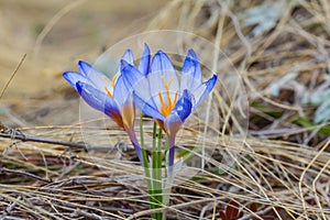 Closeup spring blue crocus