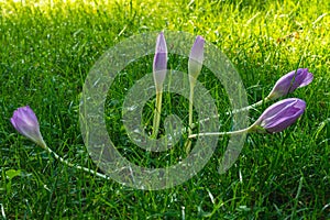 Closeup of spring crocus flowers bulbs on green grass