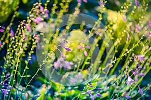 Closeup spring nature landscape. Colorful meadow under sunlight on summer background