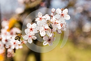 Closeup spring nature scene of two bees pollinating white pink bloomy cherry flowers in sunny day photo