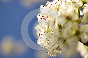 Closeup of spring pastel blooming flower in orchard. Macro cherry blossom tree branch.