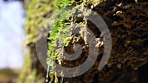 Closeup of spring water as it falls from mossy rock and dribbles on green moss. Water drops falls like a silver rain