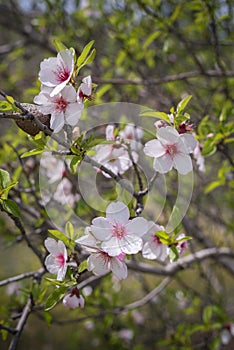 Closeup of spring white blooming flowers in almond tree