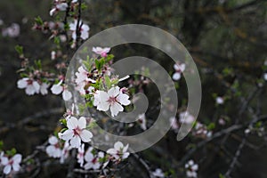 Closeup of spring white blooming flowers in almond tree