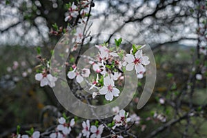 Closeup of spring white blooming flowers in almond tree