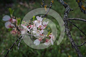 Closeup of spring white blooming flowers in almond tree