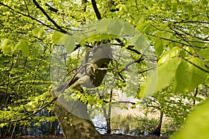 Closeup springtime beech tree