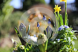 Closeup of of springtime flower arrangement in pot with early blossoming plants narcissus, hyacinths, bellis, blurred garden