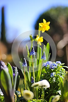 Closeup of of springtime flower arrangement in pot with early blossoming plants narcissus, hyacinths, bellis, blurred garden