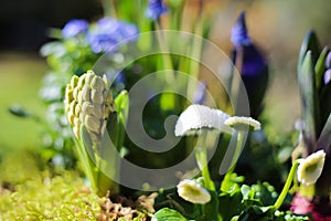 Closeup of of springtime flower arrangement in pot with early blossoming plants narcissus, hyacinths, bellis, blurred garden