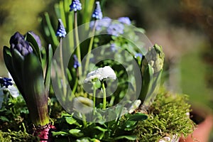 Closeup of of springtime flower arrangement in pot with early blossoming plants narcissus, hyacinths, bellis, blurred garden