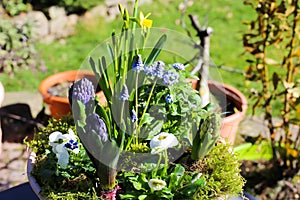 Closeup of of springtime flower arrangement in pot with early blossoming plants narcissus, hyacinths, bellis, blurred garden