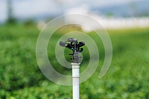 Closeup Sprinkler in green tea plantation is system watering