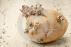 Closeup of sprouted potato on wooden table