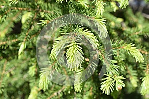 Closeup on spruce branch with new foliage sprouting