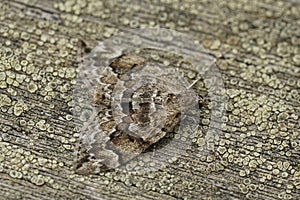 Closeup on the Spruce carpet, Thera variata , with spread wings on wood