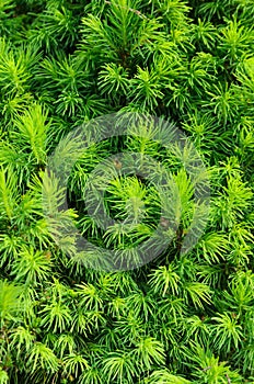 Closeup of spruce conica, background, vertical photo