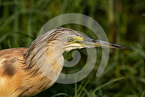 Closeup of a Squacco Heron at Asker marsh, Bahrain photo