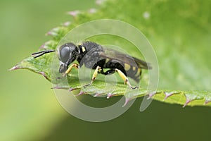 Closeup on a square-headed digger wasp, Ectemnius continuus, on a green leaf