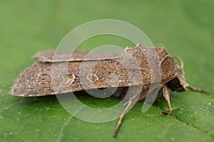 Closeup on the square spot Rustic moth, Xestia xanthographa sitting on a green leaf photo