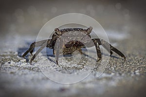 Squareback Marsh Crab, Closeup photo