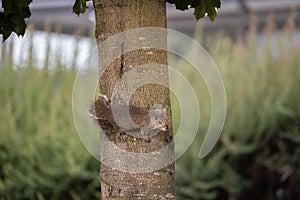 Closeup of a squirrel climbing the tree trunk in Castleford photo