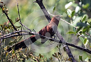 Closeup of Squirrel CuckooPiaya cayana,Panama photo