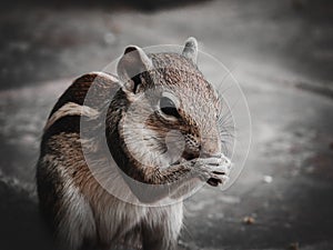 Closeup of a squirrel eating