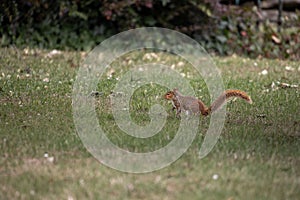 Closeup of a squirrel standing on a meadow in Castleford photo