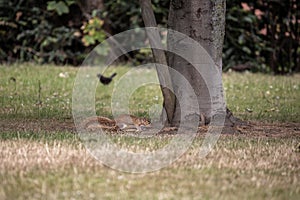 Closeup of a squirrel standing on a meadow in Castleford photo