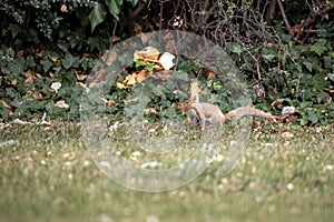 Closeup of a squirrel standing on a meadow in Castleford photo