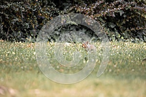 Closeup of a squirrel standing on a meadow in Castleford photo