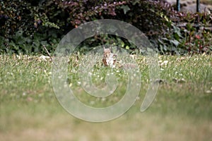 Closeup of a squirrel standing on a meadow in Castleford photo
